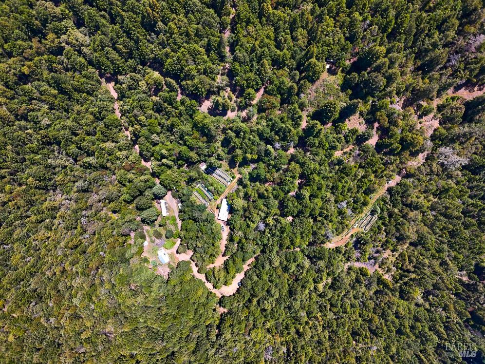 25210 Mountain View Road Boonville, CA 95415 - Photo 25 of 31 a view of a tree