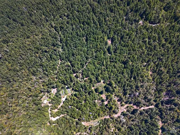 a view of a lush green forest