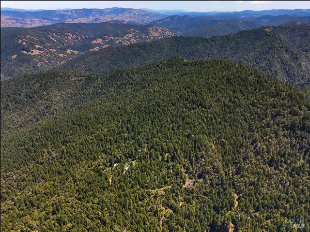 a view of a lush green forest with a mountain
