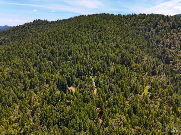 a view of a lush green forest with a tree