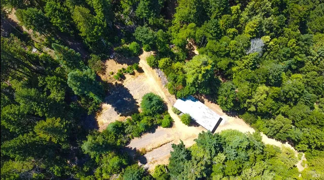 a view of a tree in a garden