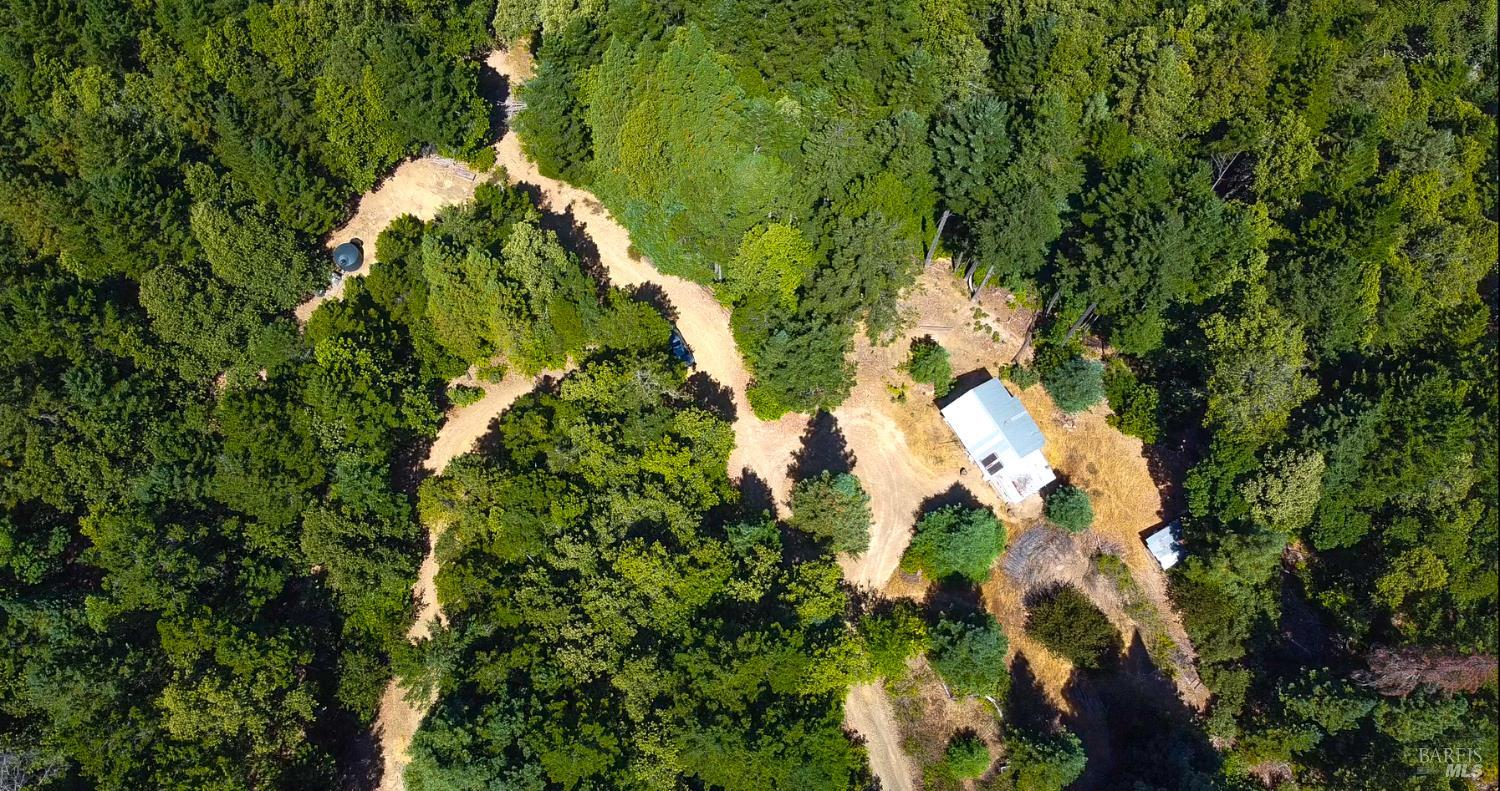 25210 Mountain View Road Boonville, CA 95415 - Photo 8 of 31 a close up of a plant