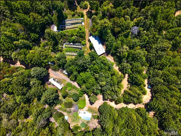 a view of a forest with trees in the background