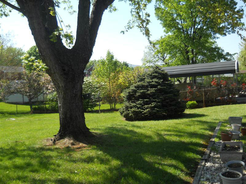 4934 Florist Road Roanoke, VA 24012 - Photo 5 of 22 Backyard perfect for a swing!