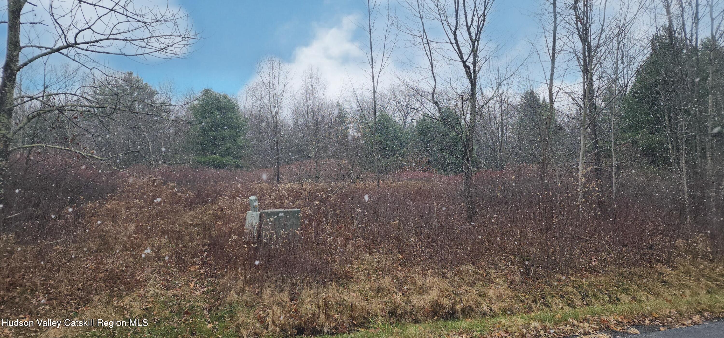 40 Bailey Road Jewett, NY 12444 - Photo 3 of 13 a view of a forest with trees in the background
