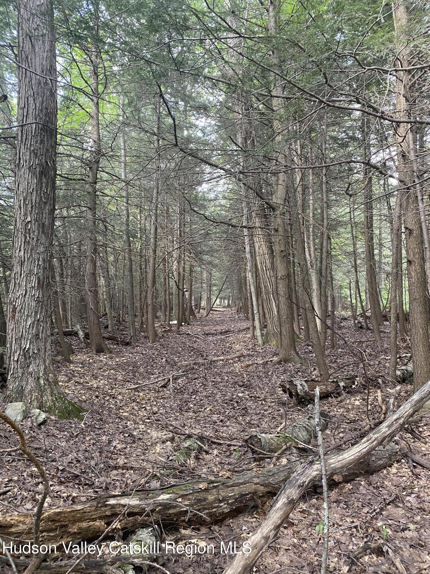 40 Bailey Road Jewett, NY 12444 - Photo 4 of 13 a view of backyard with green space