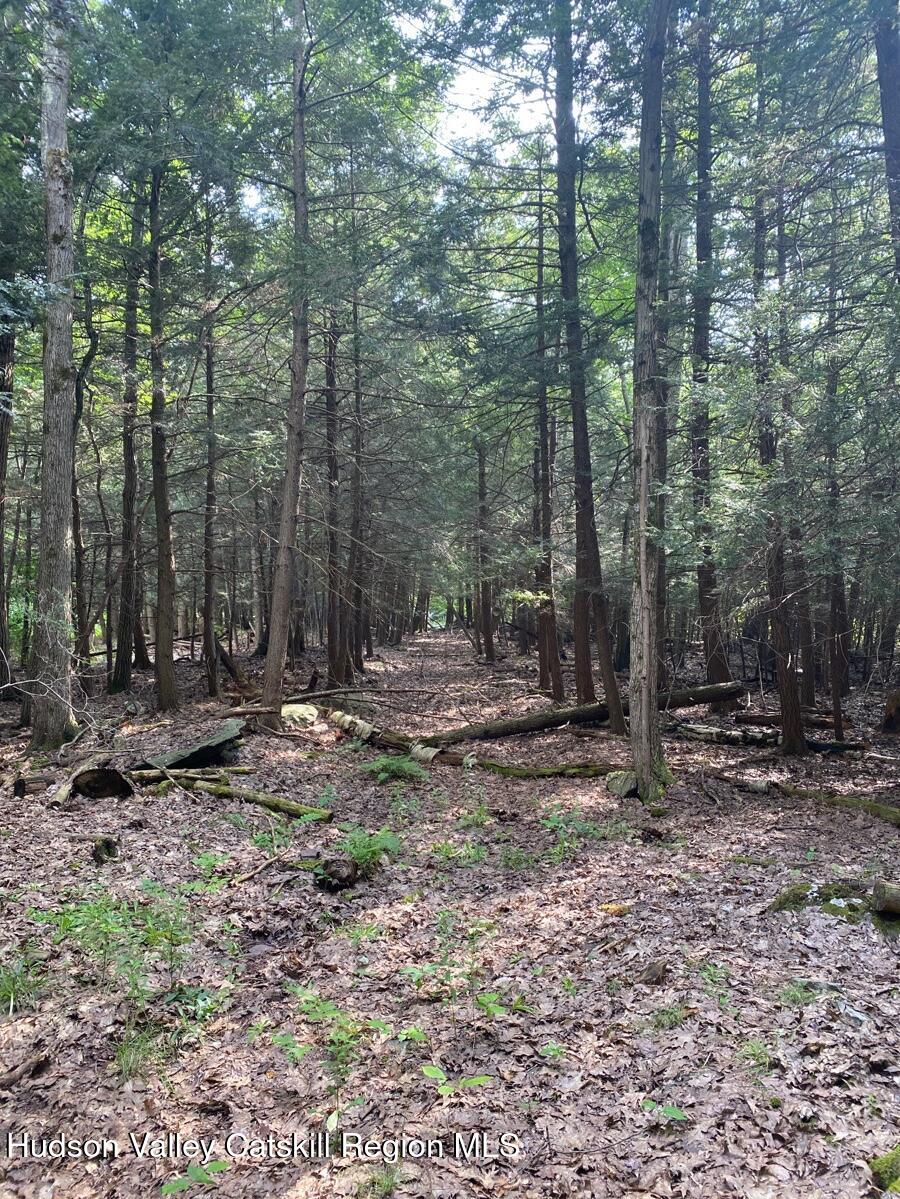 40 Bailey Road Jewett, NY 12444 - Photo 8 of 13 a view of a forest filled with trees