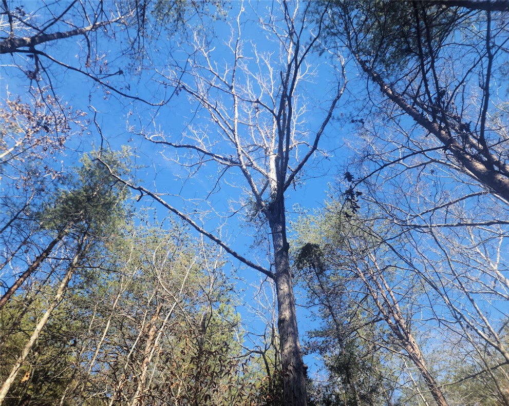 0 25th Highway Ware Shoals, SC 29692 - Photo 16 of 27