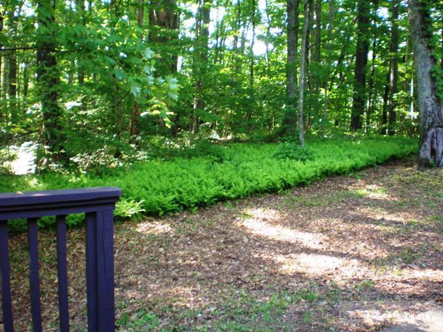 306 Trivette Hollow Road Creston, NC 28615 - Photo 12 of 24 Gallery Image 12