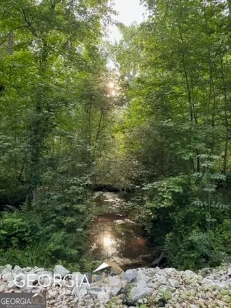 a view of a forest with a tree
