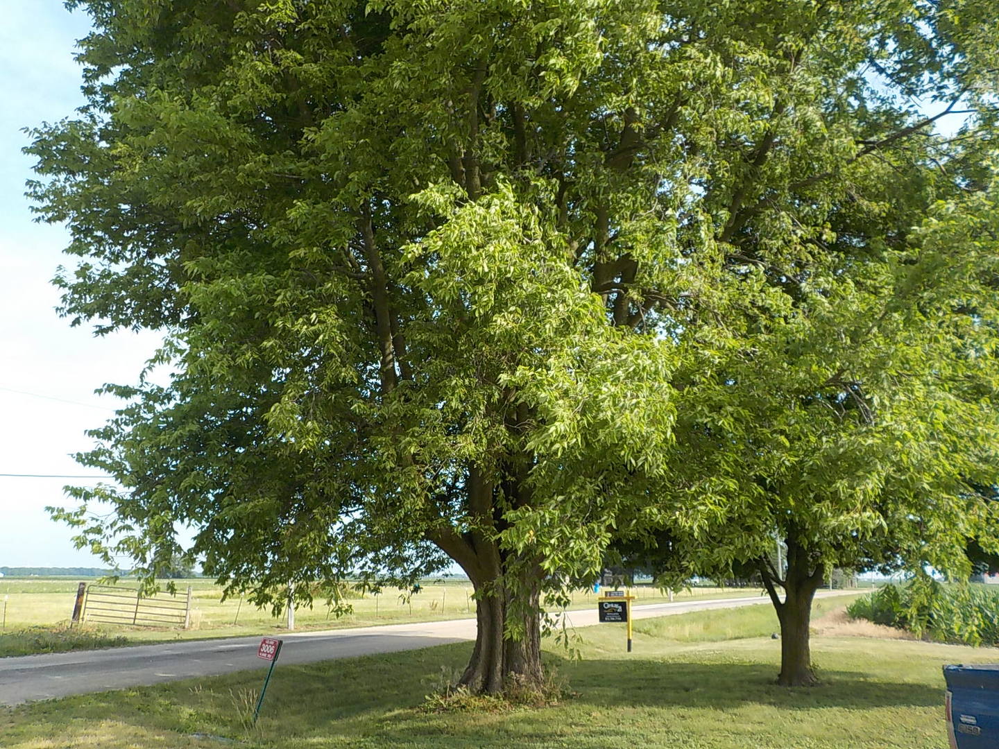 3006 Kane Road Leland, IL 60531 - Photo 6 of 21 a view of a yard with large trees