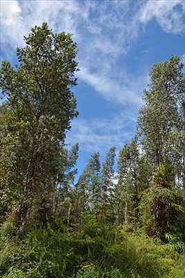 52 Seadrift Road, Unit 1 Pahoa, HI 96778 - Photo 6 of 16 Gallery Image 6