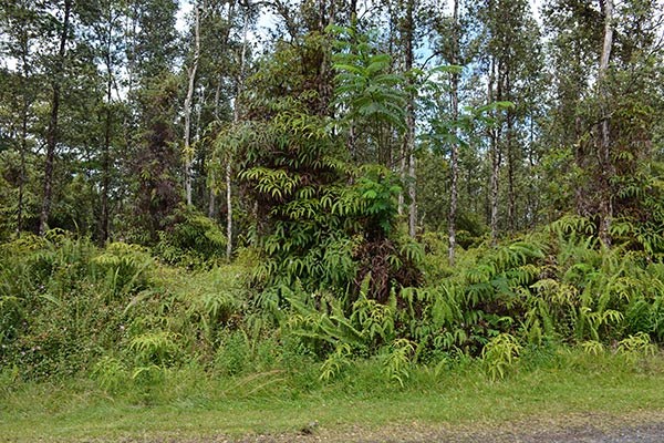 52 Seadrift Road, Unit 1 Pahoa, HI 96778 - Photo 7 of 16 Gallery Image 7