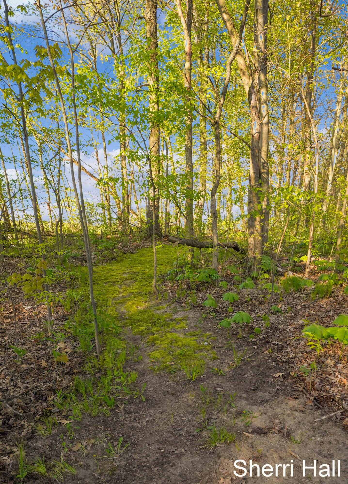 7861 West County Line Road Greenville, MI 48838 - Photo 34 of 41 Walking trail