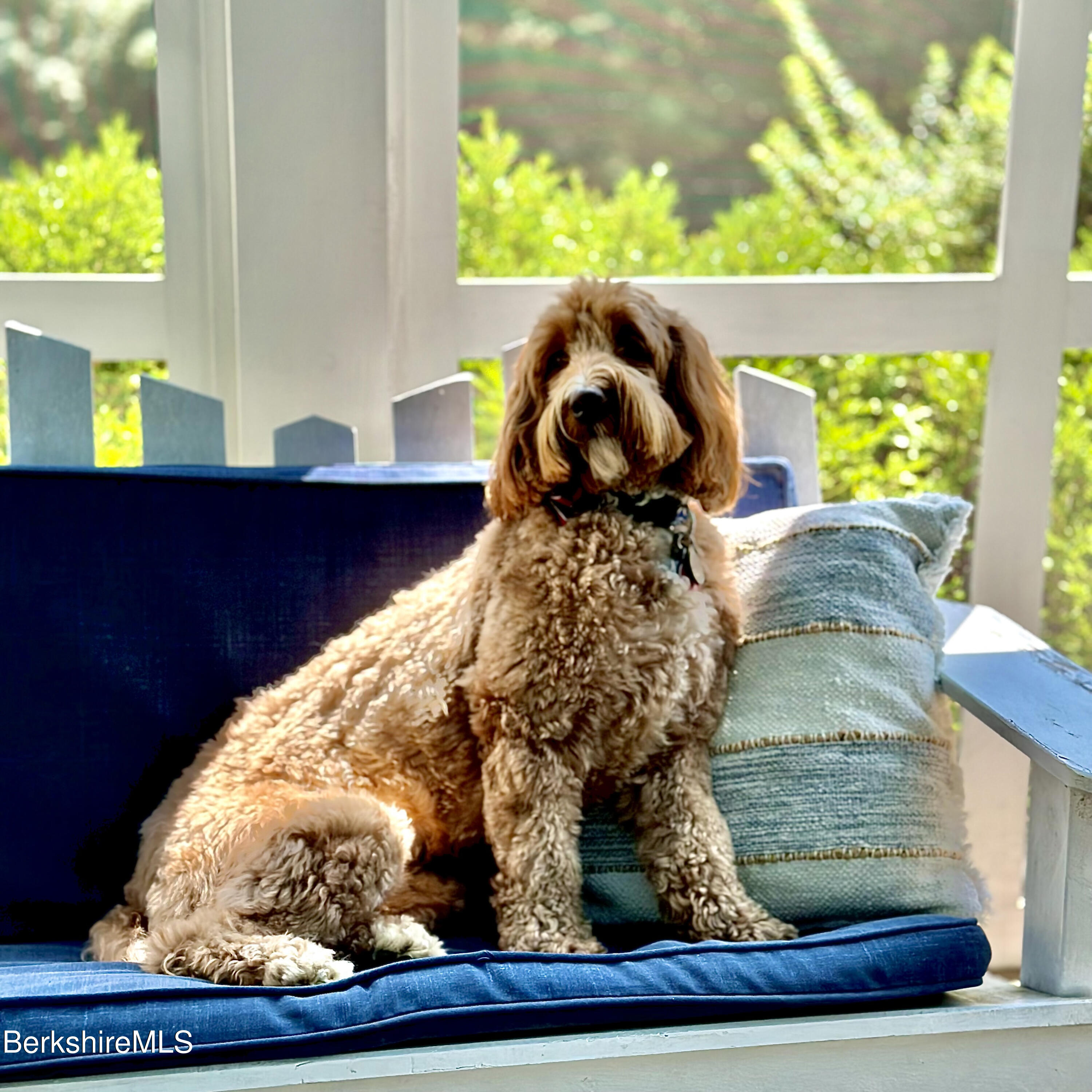 46 White Barn Road Copake, NY 12516 - Photo 19 of 20 dog