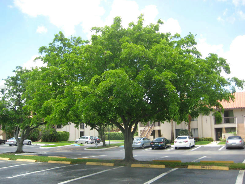 351 Club Circle, Unit 202 Boca Raton, FL 33487 - Photo 8 of 13 San Remo has abundance of parking