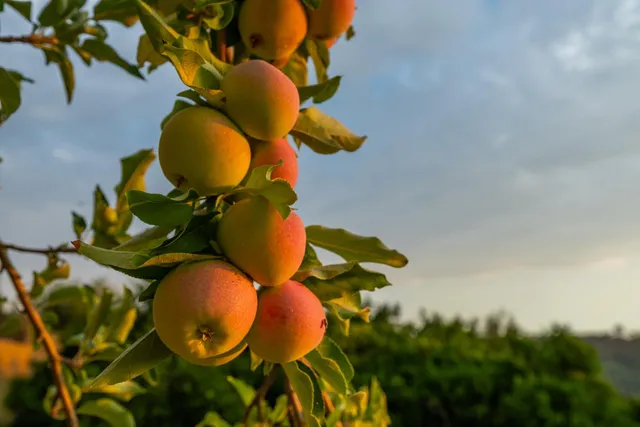 $2,450,000 | 7380 Ridge Road, Newcastle, CA 95658