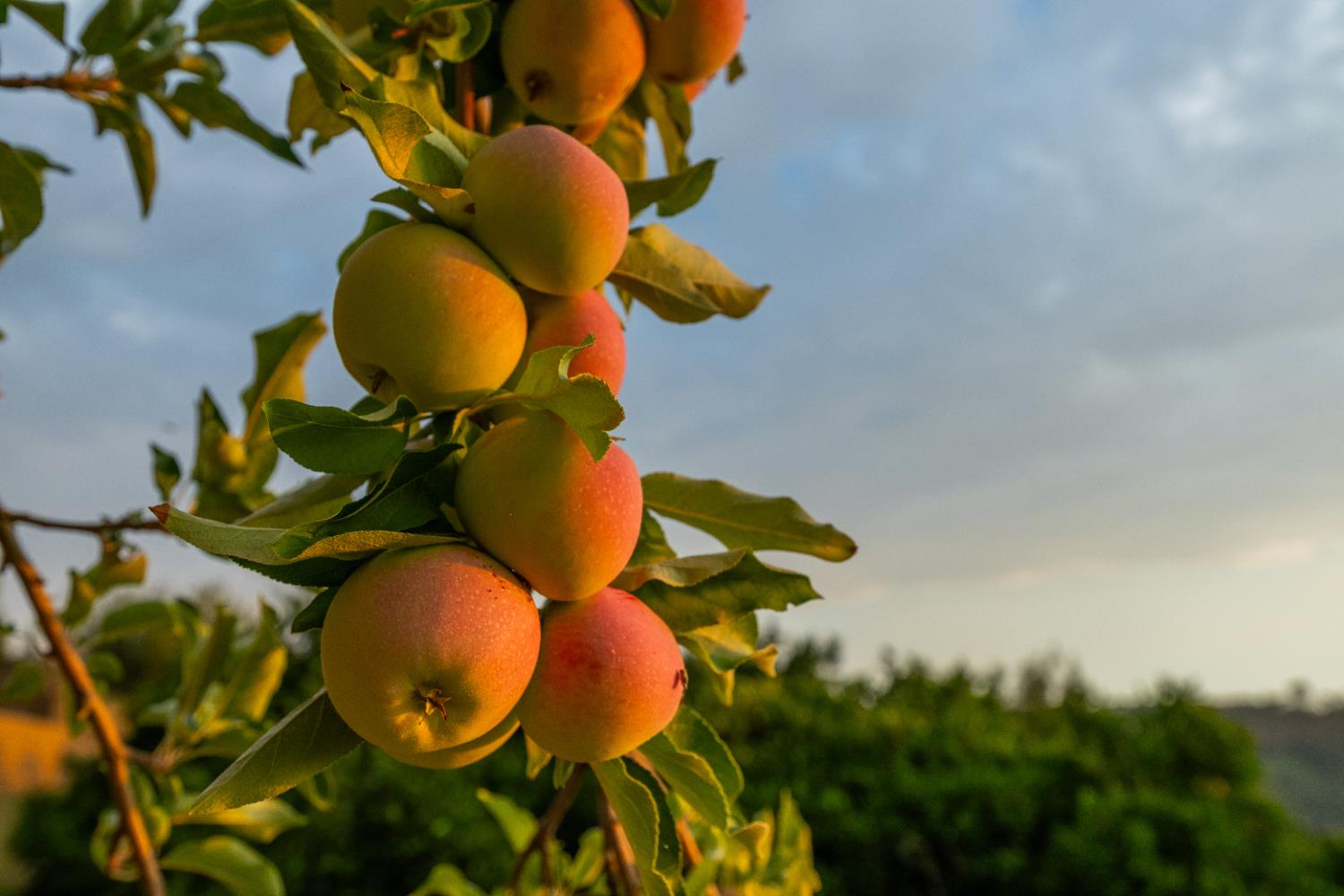 7380 Ridge Road Newcastle, CA 95658 - Photo 84 of 89