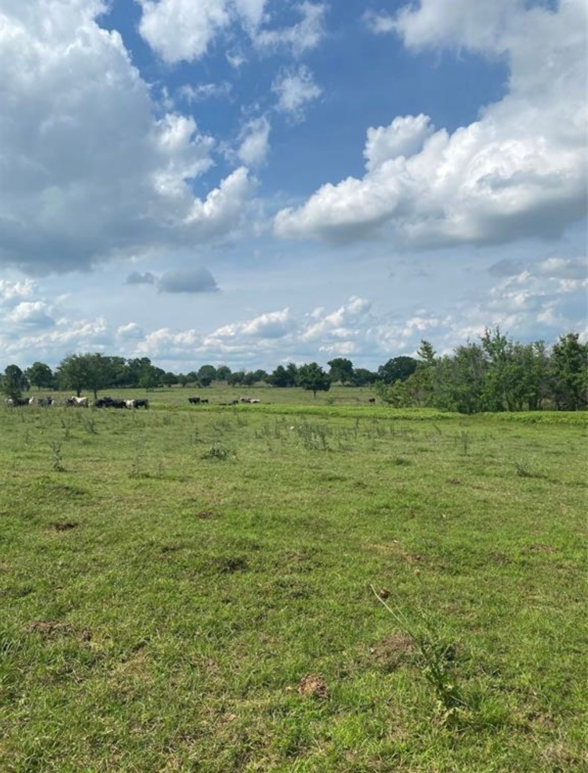 0 Terrace Road Chappell Hill, TX 77426 - Photo 6 of 6 a view of a lake with houses in the back