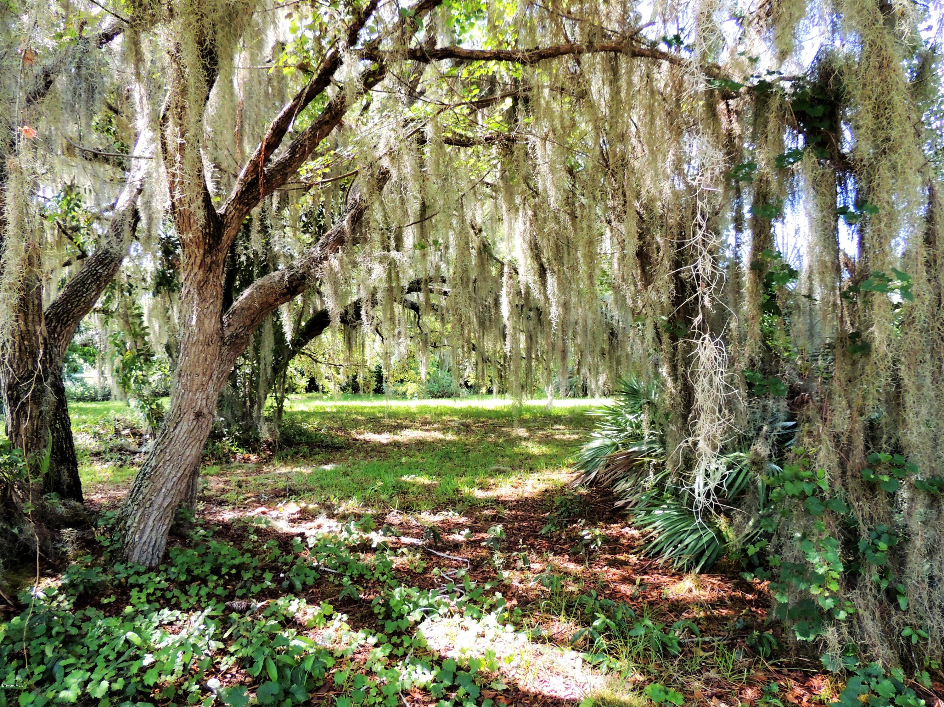 3570 Turtle Mound Road Melbourne, FL 32934 - Photo 12 of 19 a view of yard with large trees