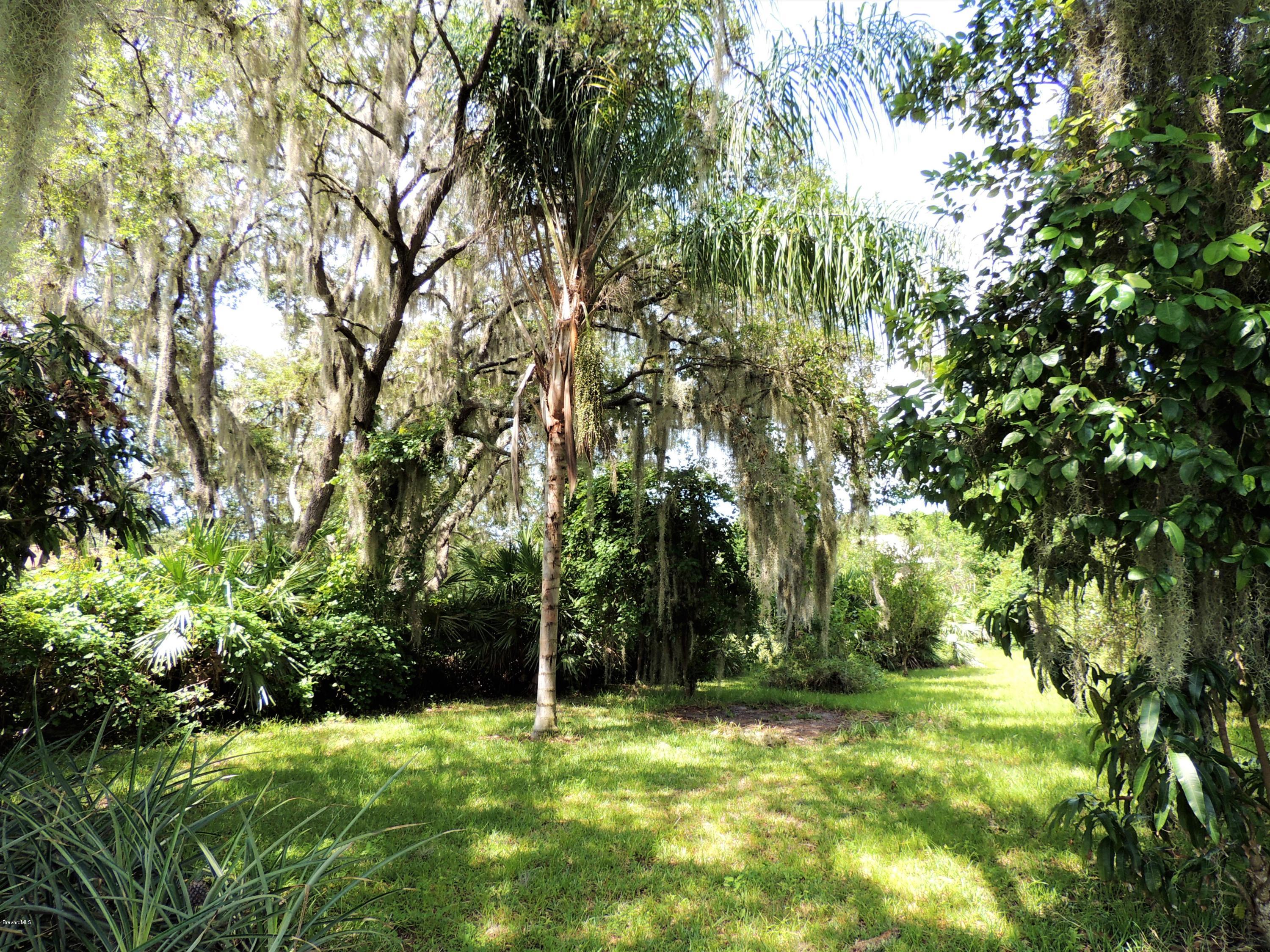 3570 Turtle Mound Road Melbourne, FL 32934 - Photo 10 of 19 a large tree in a yard