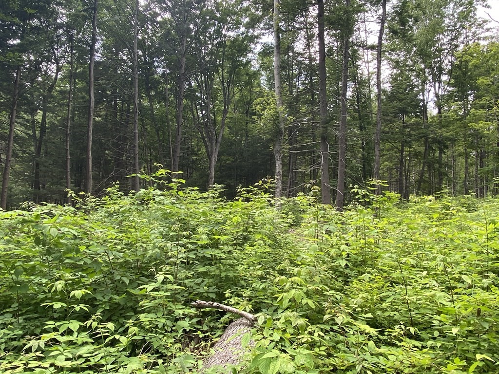 Lot 2 Howes Road Shelburne Falls, MA 01370 - Photo 5 of 14 Gallery Image 5