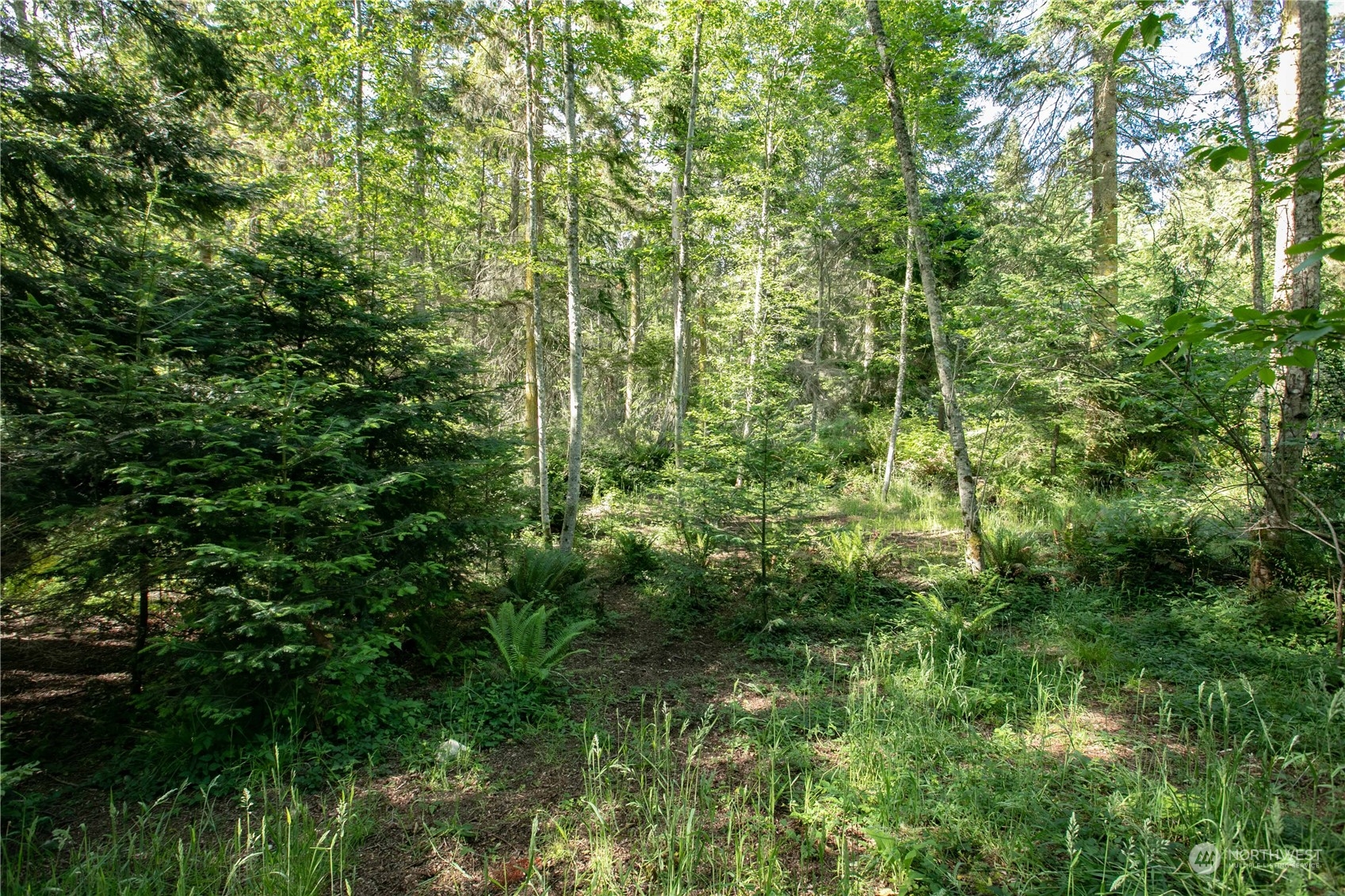 3867 East Harbor Road Langley, WA 98260 - Photo 32 of 39 a view of a lush green forest