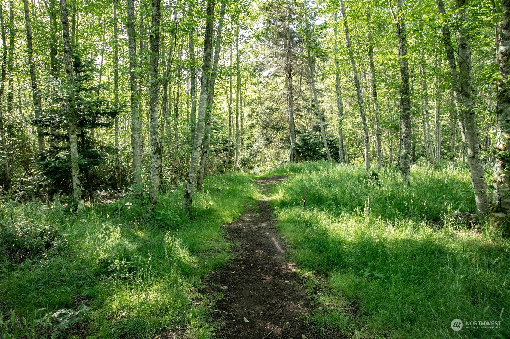 3867 East Harbor Road Langley, WA 98260 - Photo 34 of 39 a view of a lush green forest