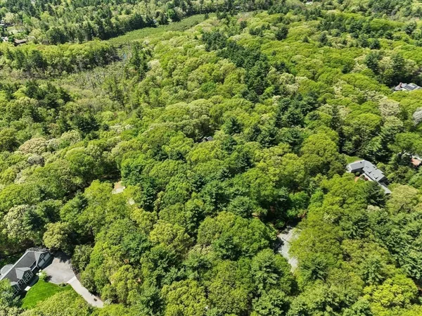 view of a lush green forest with lots of trees