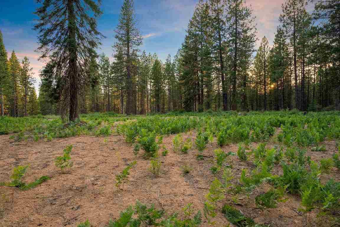 Lot A Timber Country Ranch Road McCloud, CA 96057 - Photo 4 of 18 Gallery Image 4