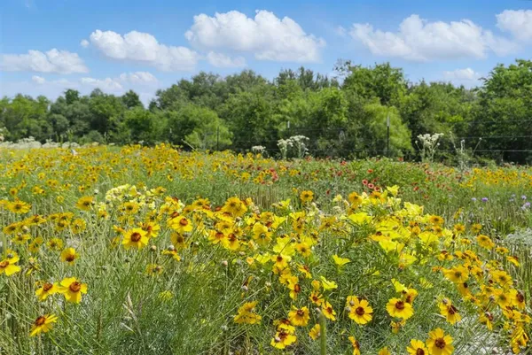 a view of a lake with a tree in the background