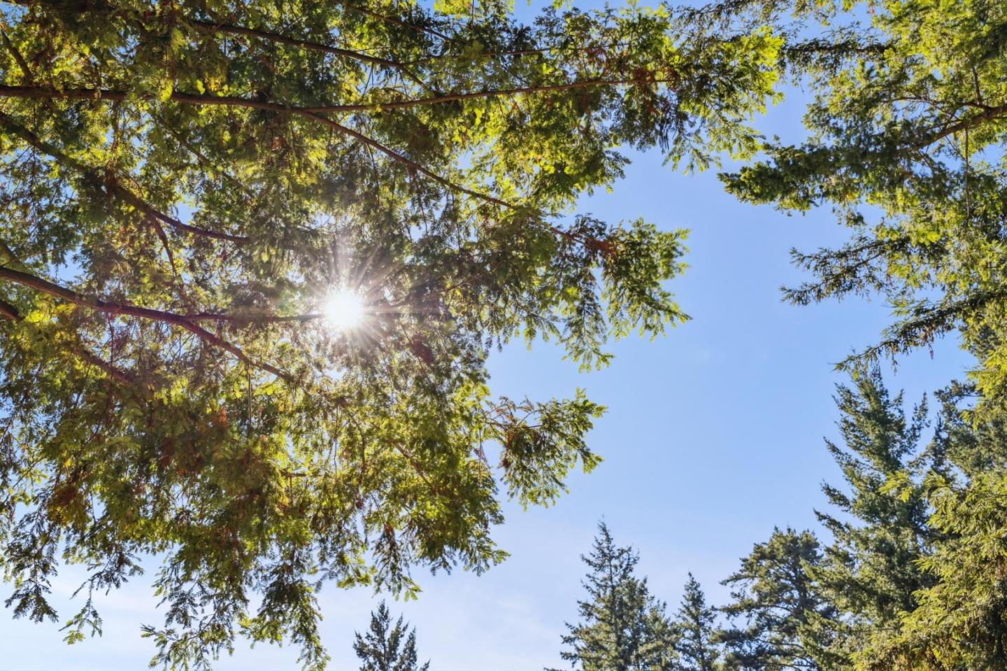 24595 Skyland Road Los Gatos, CA 95033 - Photo 63 of 68 a picture of tree