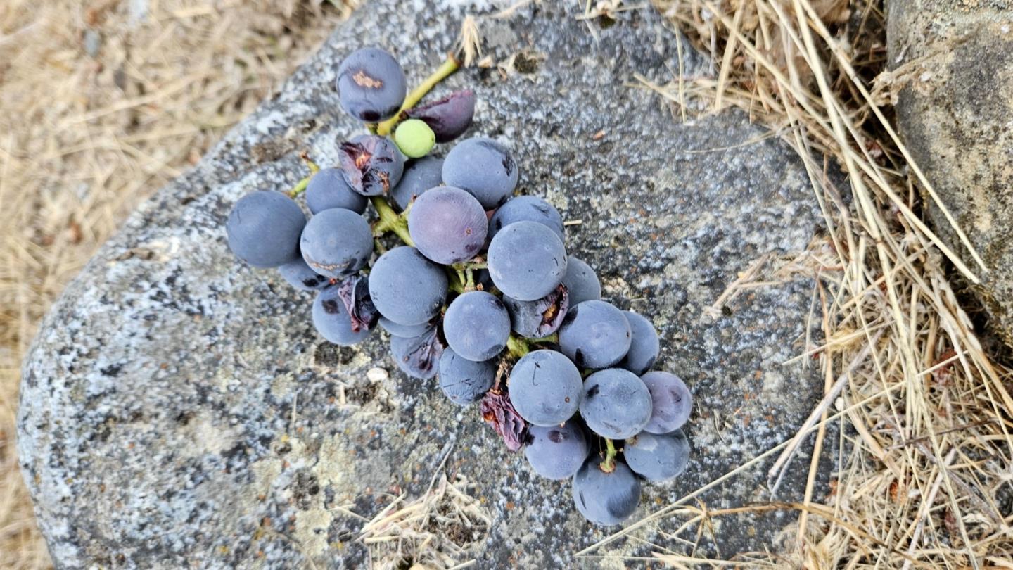 24595 Skyland Road Los Gatos, CA 95033 - Photo 65 of 68