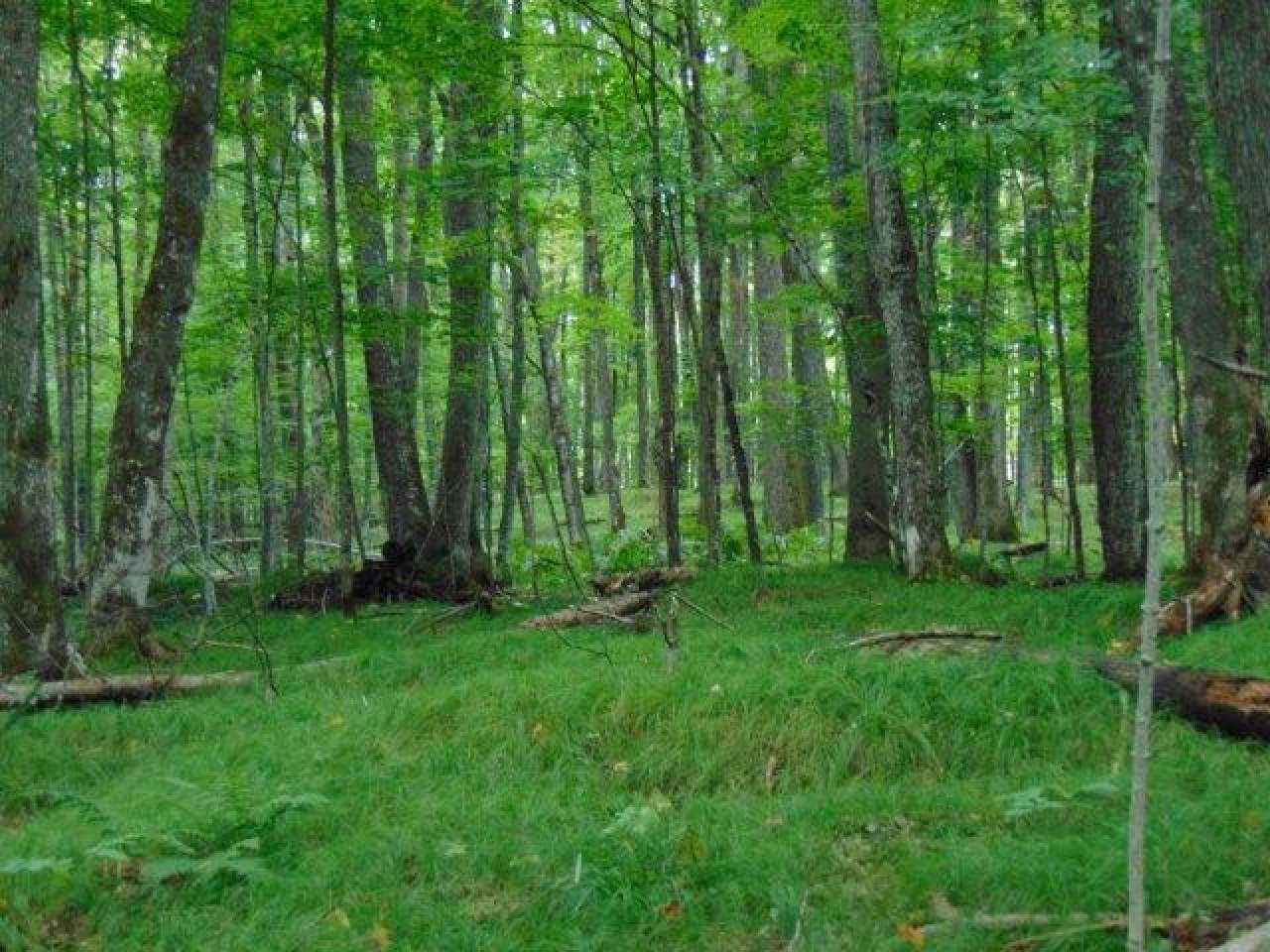 On Red Fox Road, Unit LOT 18 Presque Isle, WI 54557 - Photo 6 of 8 Gallery Image 6