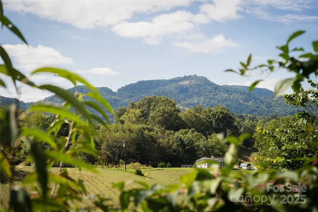 a view of a bunch of flowers
