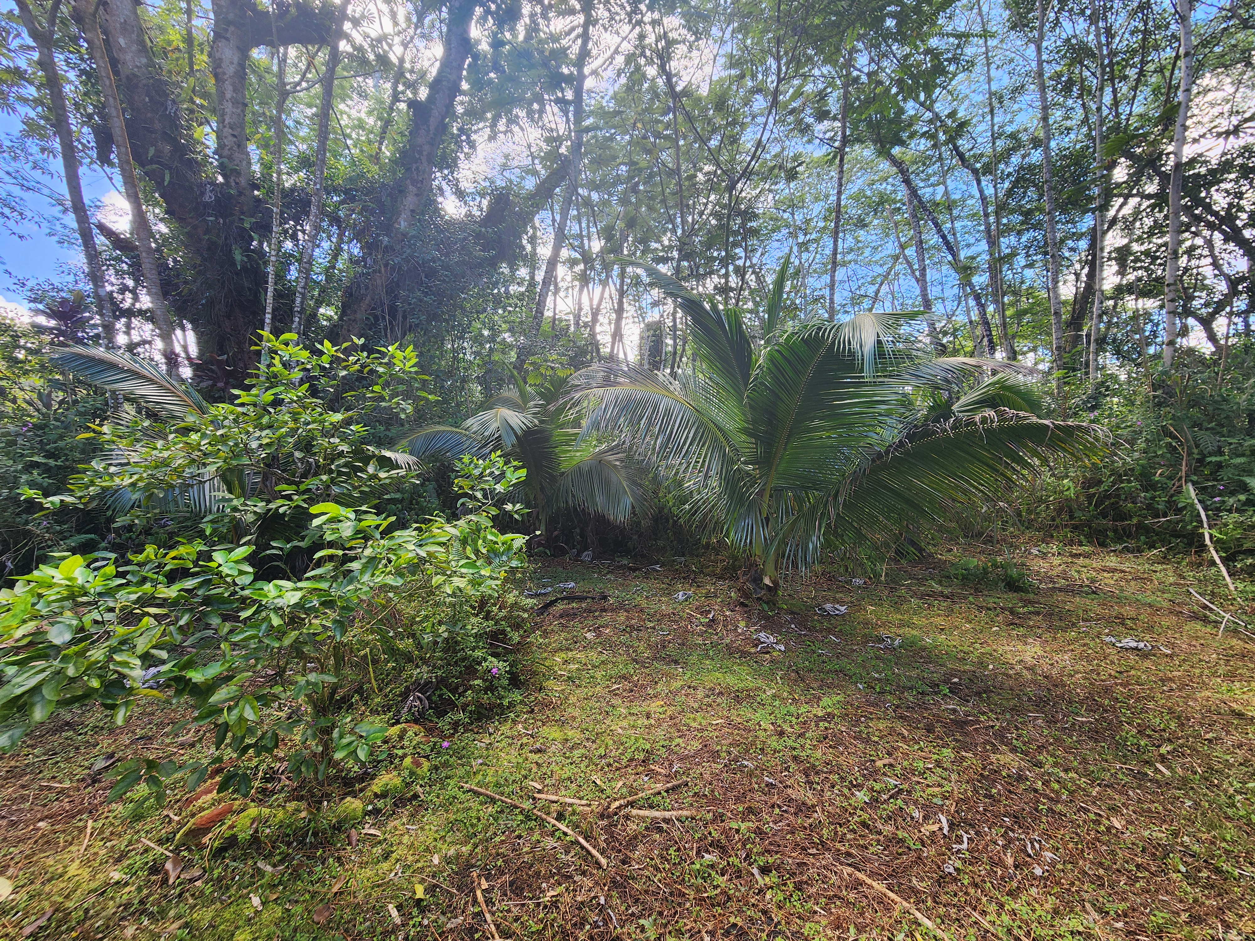 721 Hilo Road Pahoa, HI 96778 - Photo 12 of 12 Gallery Image 12