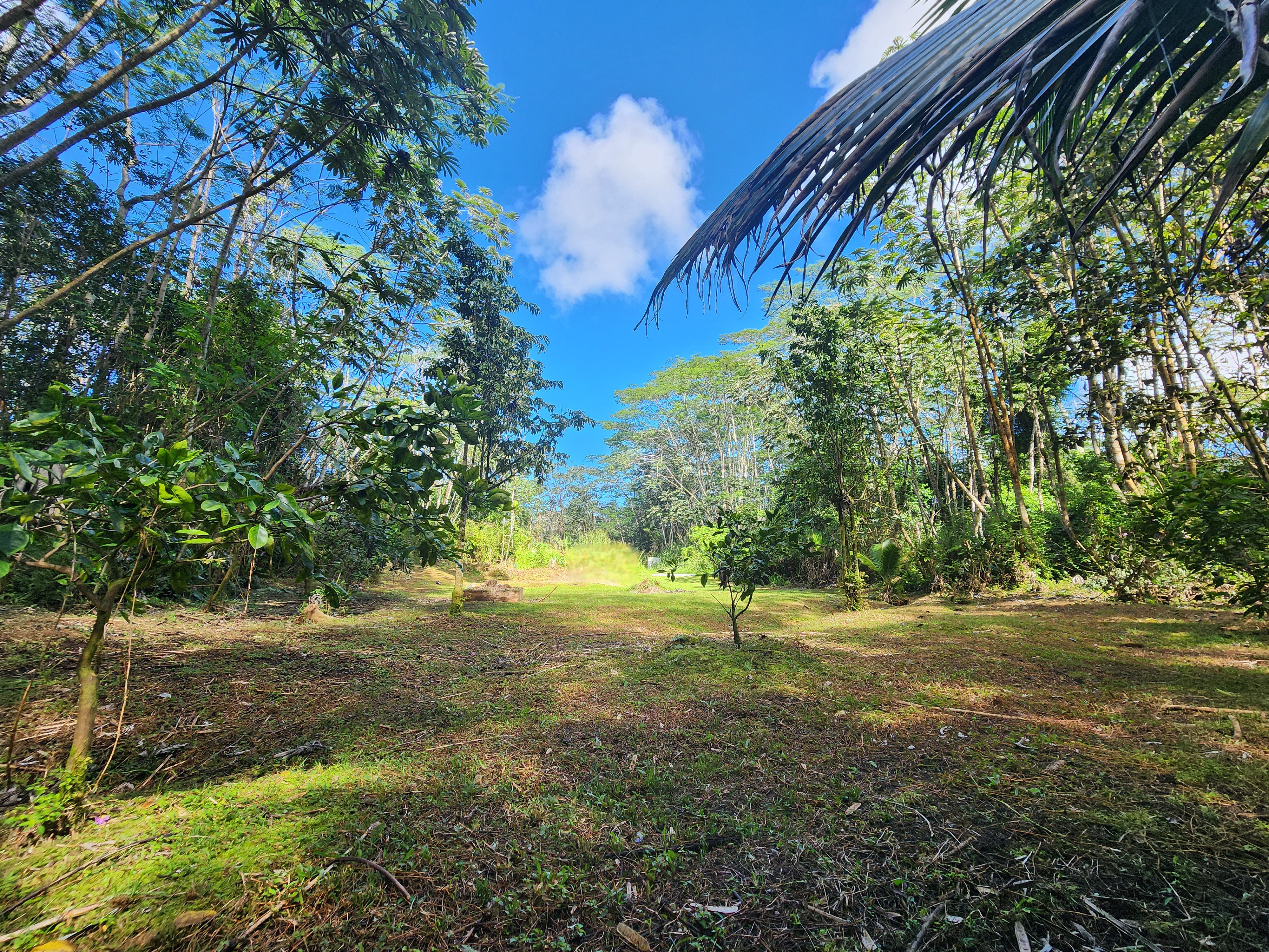 721 Hilo Road Pahoa, HI 96778 - Photo 4 of 12 Gallery Image 4