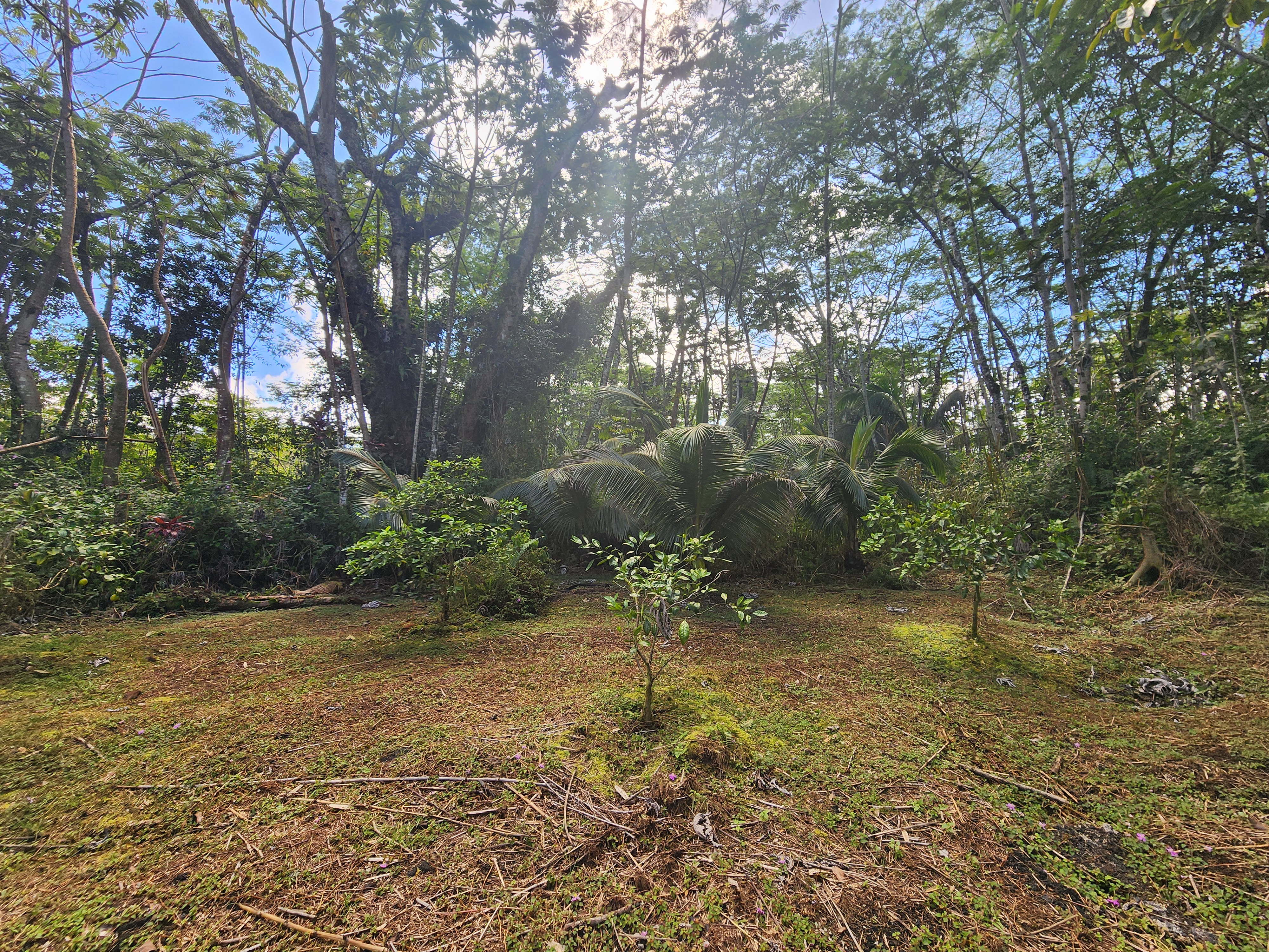 721 Hilo Road Pahoa, HI 96778 - Photo 9 of 12 Gallery Image 9