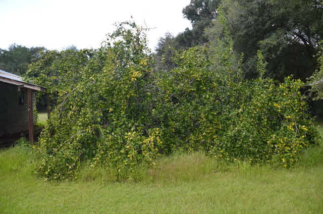 16533 Danne Road Fairhope, AL 36532 - Photo 39 of 41 Fruit Trees