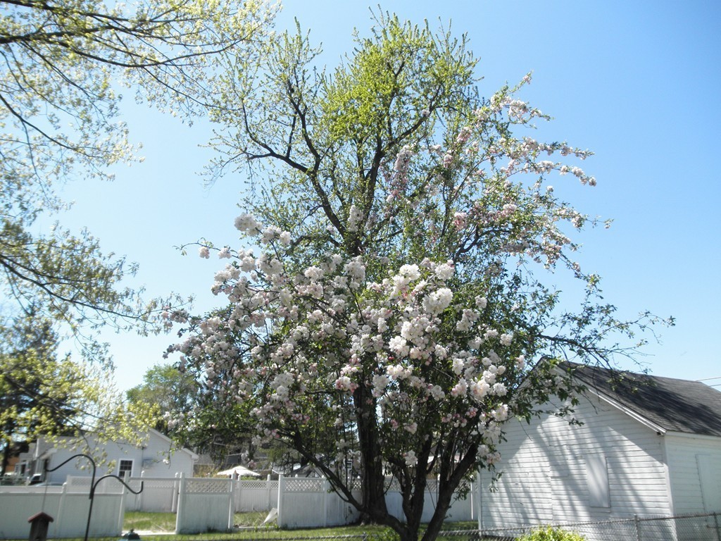 82 Wilber Street Springfield, MA 01104 - Photo 1 of 22 a picture of tree