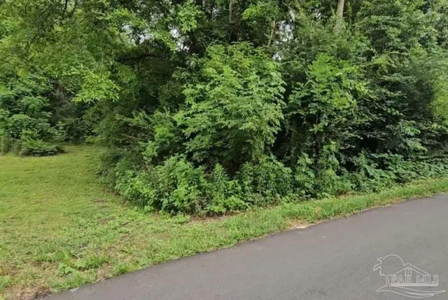 a view of a garden with a plant