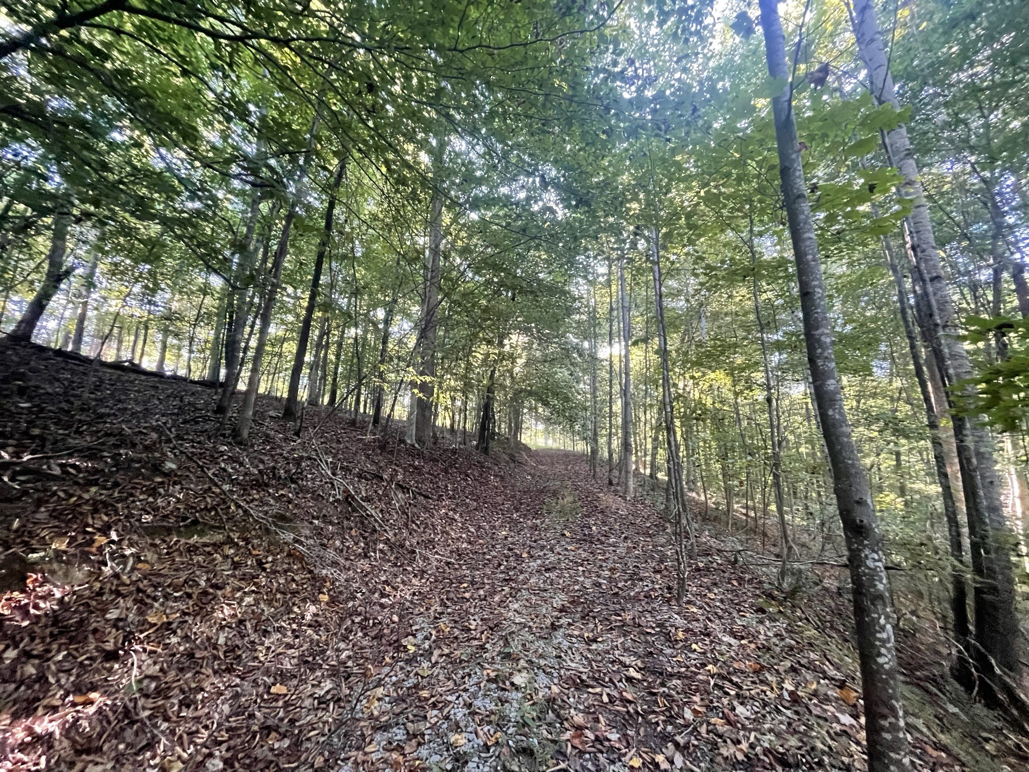 0 Shasteen Ridge Road Lynchburg, TN 37352 - Photo 1 of 6 a view of forest