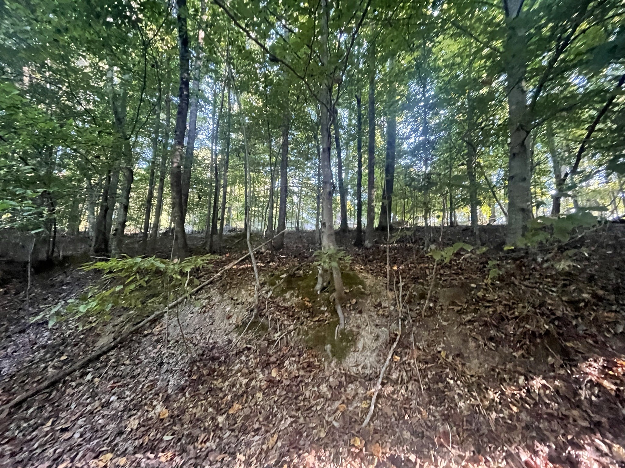 0 Shasteen Ridge Road Lynchburg, TN 37352 - Photo 3 of 6 a view of a yard with plants and trees