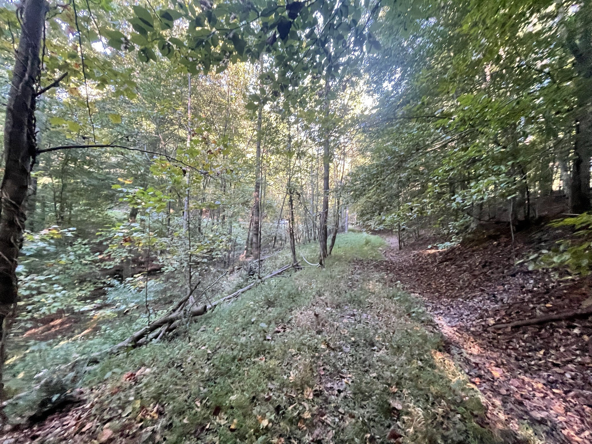 0 Shasteen Ridge Road Lynchburg, TN 37352 - Photo 5 of 6 a view of a forest with trees in the background