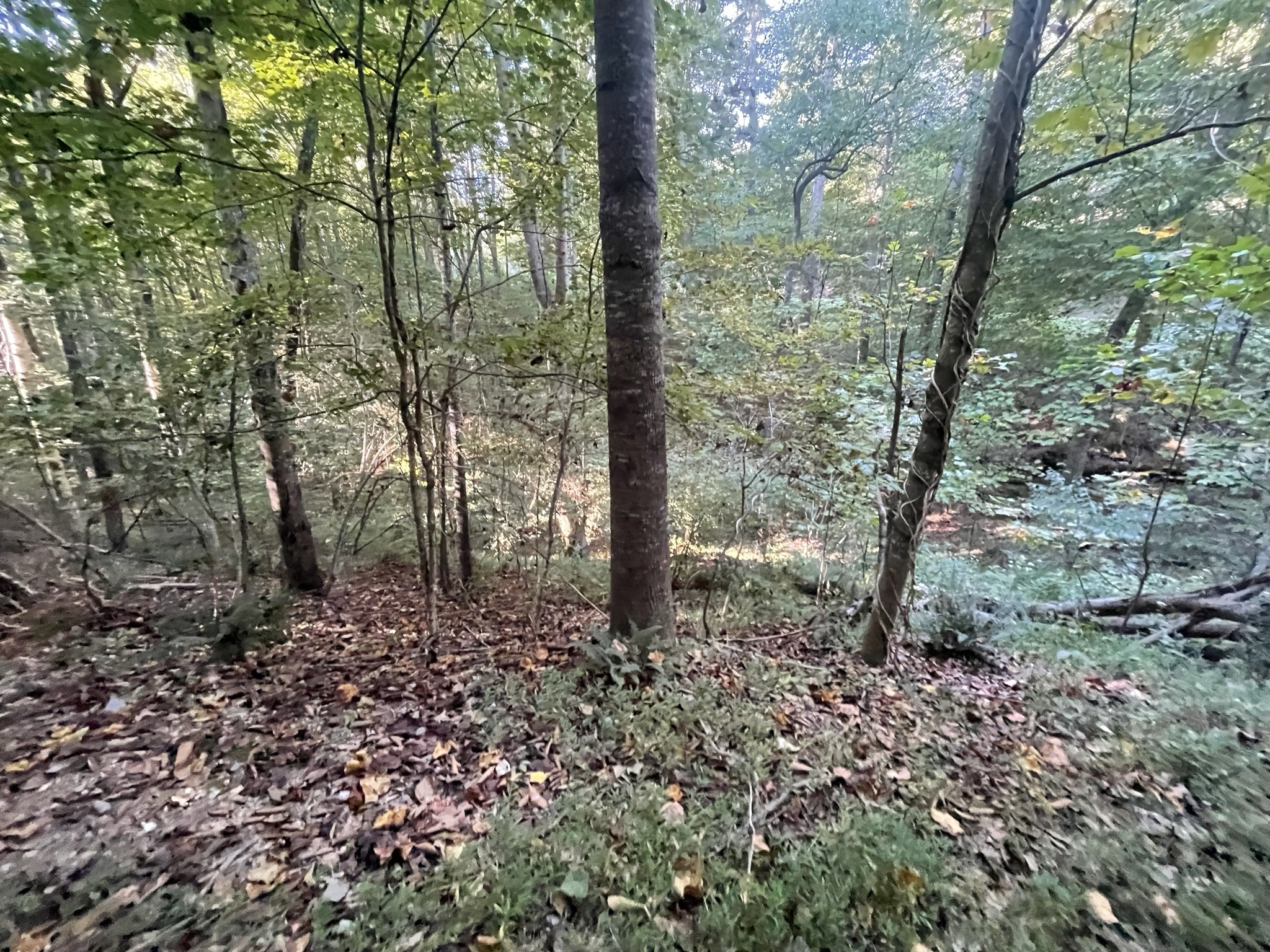 0 Shasteen Ridge Road Lynchburg, TN 37352 - Photo 6 of 6 a view of a forest with trees