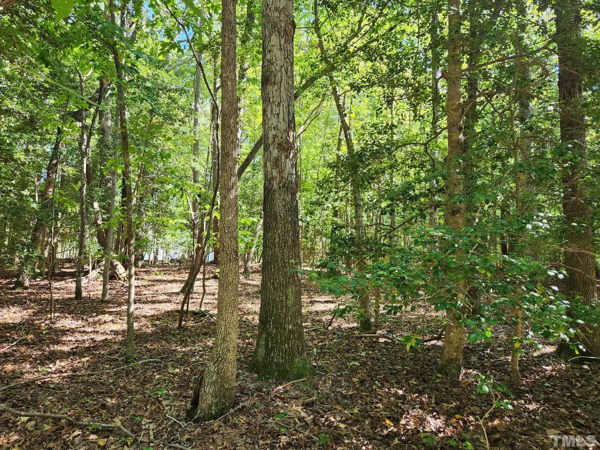 147 Shaman Drive Spring Hope, NC 27882 - Photo 2 of 5 a view of forest