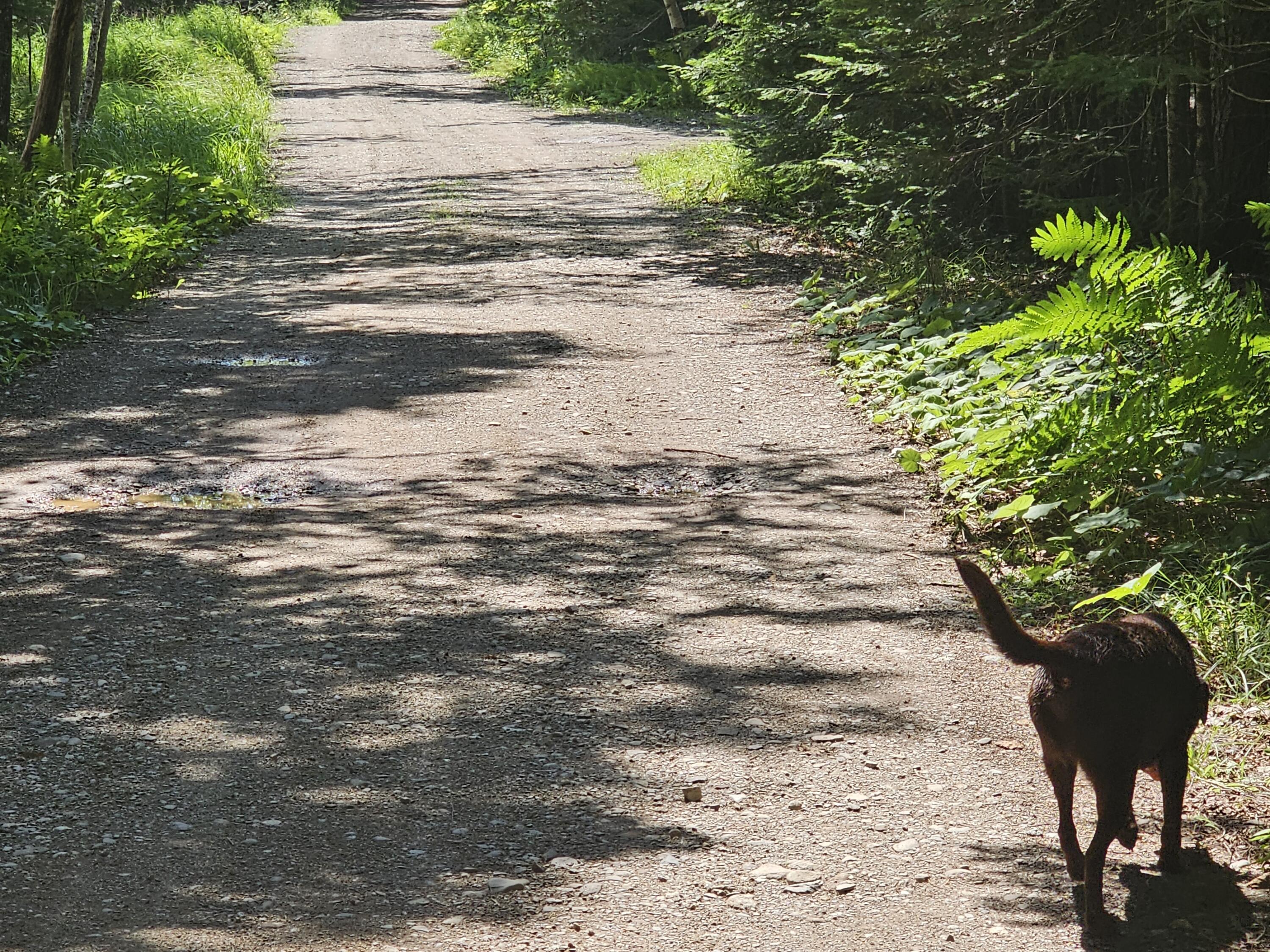 L7 South Molunkus Lake Road Mattawamkeag, ME 04459 - Photo 9 of 41 20230806_112303