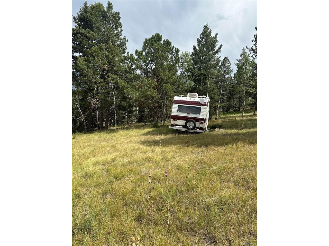 17 Deer Ridge Trail Florissant, CO 80816 - Photo 2 of 7 a view of a room with a tree