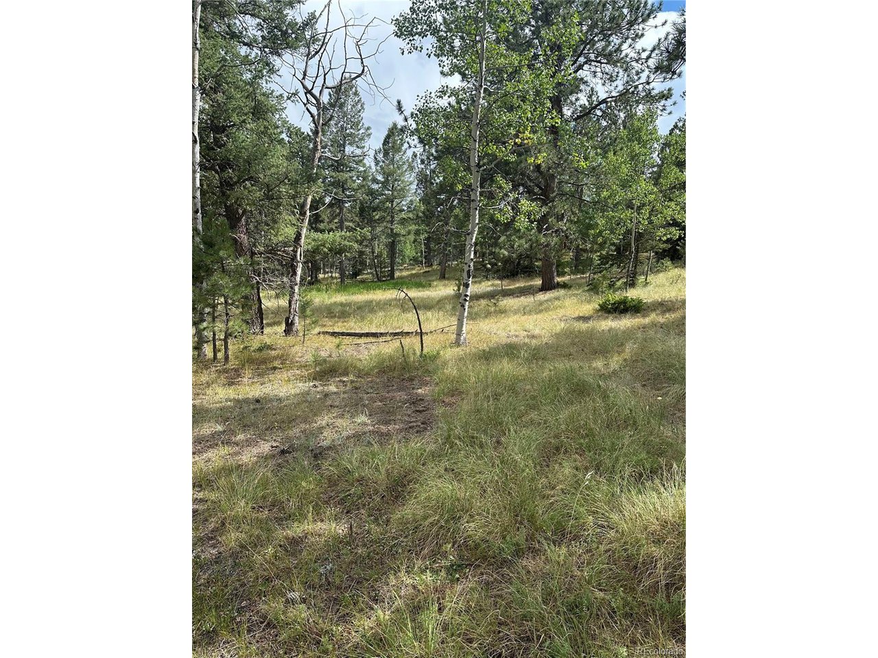 17 Deer Ridge Trail Florissant, CO 80816 - Photo 7 of 7 a view of a yard with large trees