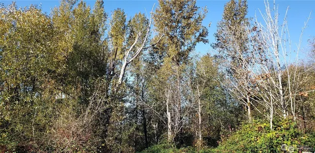 a view of a tree with a yard